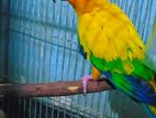 Sun conure breeding Female