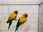 sun Conure breeding pair