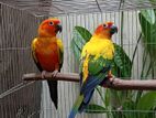 Sun conure breeding Pair