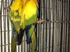 Sun Conure breeding pair