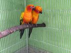 Sun conure breeding pair