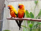 Sun conure breeding pair