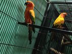 Sun Conure Breeding Pair