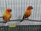 Sun Conure Breeding Pair