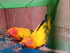 Sun Conure Breeding Pair Red Dominate