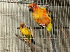 Sun Conure Breeding Pair with Dna Card