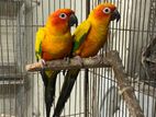 sun conure breeding with dna card