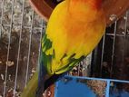 Sun Conure Dna Adult Male