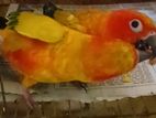 Sun conure double red factor pair dna available.