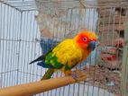 Sun Conure Female