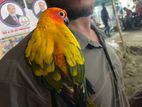 Sun conure Female
