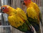 sun conure