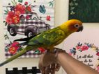 sun conure