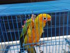 Sun Conure