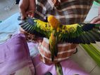 Sun Conure