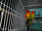 Sun Conure