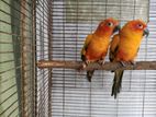 Sun Conure