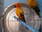 Sun Conure