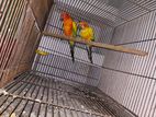 Sun Conure