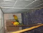 sun conure