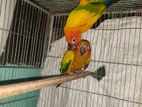 sun conure