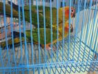 Sun Conure