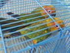 Sun Conure