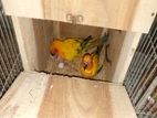 Sun Conure