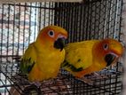Sun Conure