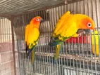 Sun Conure