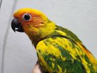 sun conure