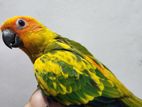 Sun conure