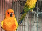 Sun Conure