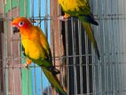 Sun Conure Full Adult Pair & Single Male