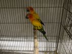 Sun conure full adult pair