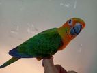 Sun conure Full tame age 2 months