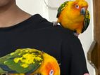 Sun Conure Full Tame