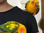Sun Conure Full Tame