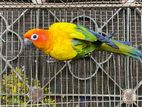 sun conure male