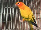 Sun conure male