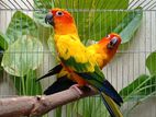 Sun Conure master breeding pair.