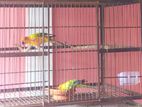 Sun Conure Pair