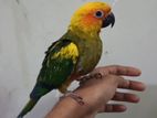 Sun conure red dominos tame bby age 2 months