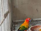 Sun Conure Red Factor