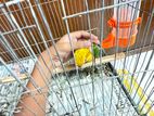 Sun Conure Red Fector