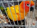 Sun Conure / সান কনুর