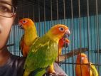 Sun Conure self feed Pair. Top class colour, size, quality.