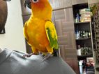 Sun Conure Super Tame Bird