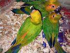 Sun Conure Tame Bby Age 2 Months Available Per Pice Dam Deya