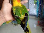 SUN CONURE TAME